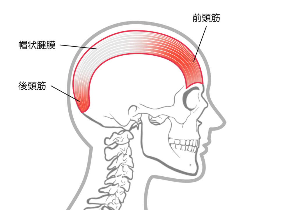 こめかみが痛い頭痛に関係がある前頭筋・後頚筋